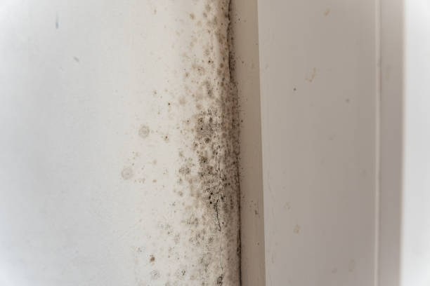 Best Mold Damage Restoration  in Fair Oaks Ranch, TX